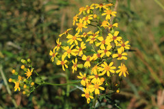 Senecio polyanthemoides
