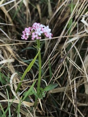 Valeriana dioica