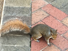 Sciurus carolinensis