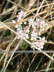 Valeriana dioica