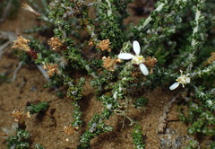 Olearia algida