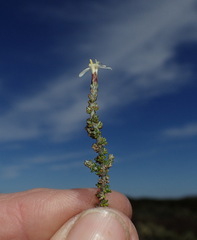 Olearia algida