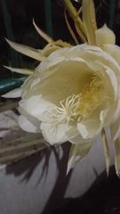 Epiphyllum oxypetalum
