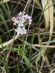 Valeriana dioica