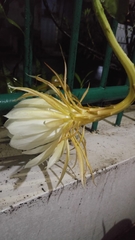 Epiphyllum oxypetalum