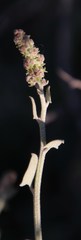 Atriplex vestita