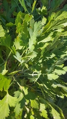 Notobubon galbanum