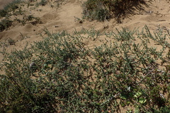 Olearia algida