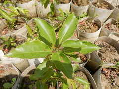 Cinnamomum parthenoxylon