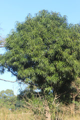 Podocarpus henkelii