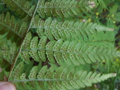 Dryopteris pentheri
