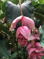 Medinilla magnifica