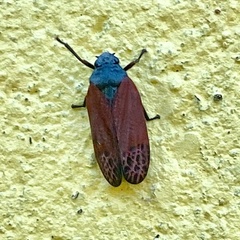 Mahanarva rubripennis