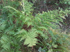Dryopteris pentheri