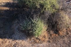 Atriplex vestita