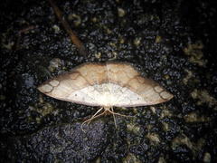 Pylargosceles steganioides