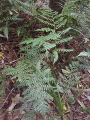 Polystichum pungens