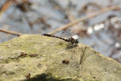 Paragomphus capricornis