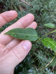 Parsonsia leichhardtii