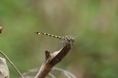 Paragomphus capricornis