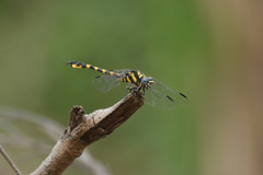 Paragomphus capricornis