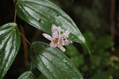 Tricyrtis suzukii