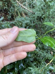 Parsonsia leichhardtii