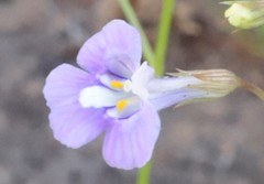 Vandellia tectanthera