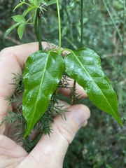 Parsonsia leichhardtii