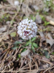 Noccaea caerulescens