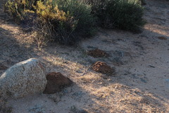 Cryptomys hottentotus