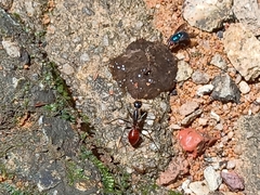 Dinomyrmex gigas