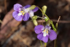 Vandellia tectanthera