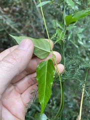 Parsonsia leichhardtii