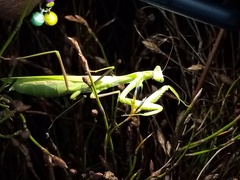 Paramantis sacra