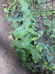 Arum italicum italicum