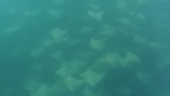 Rhinoptera steindachneri