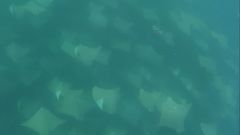 Rhinoptera steindachneri