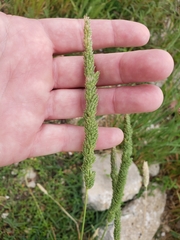 Phalaris angusta