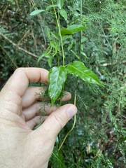 Parsonsia leichhardtii