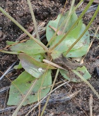 Vandellia tectanthera