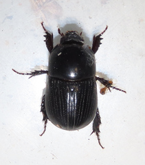 Alissonotum pauper