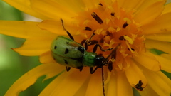 Diabrotica decempunctata