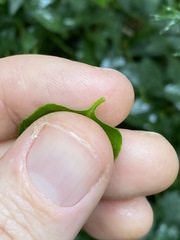 Parsonsia leichhardtii
