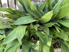 Aspidistra elatior