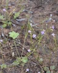 Vandellia tectanthera