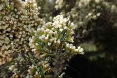 Ozothamnus hookeri