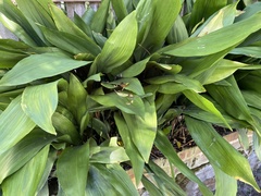 Aspidistra elatior