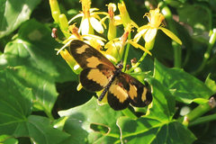 Acraea cabira
