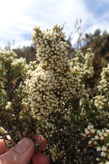 Ozothamnus hookeri